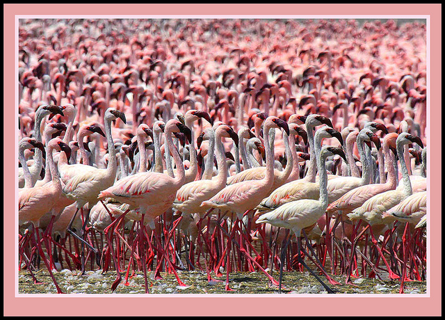 大地溝帯にある ケニアの湖沼群の画像28