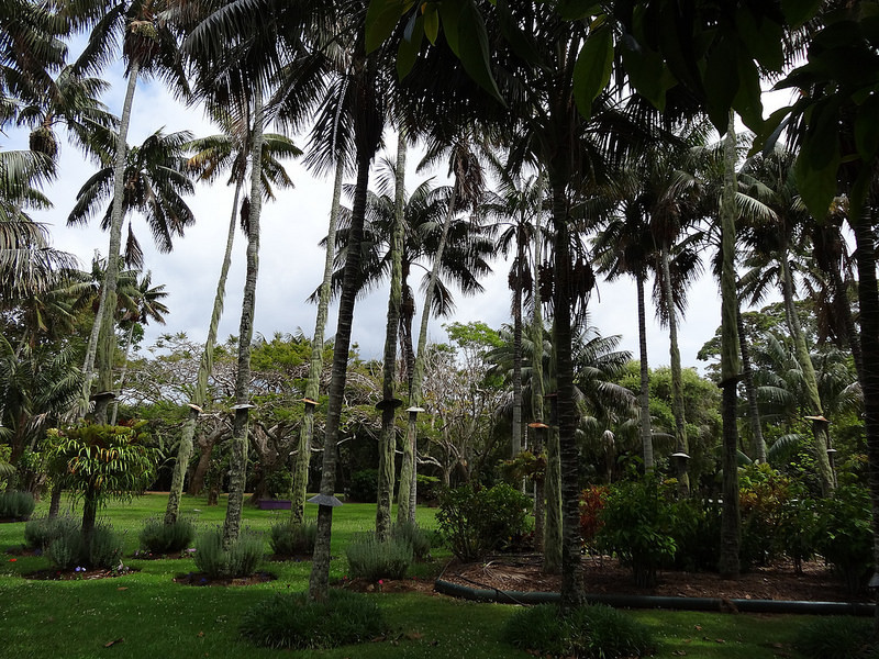 ココ島国立公園の画像8