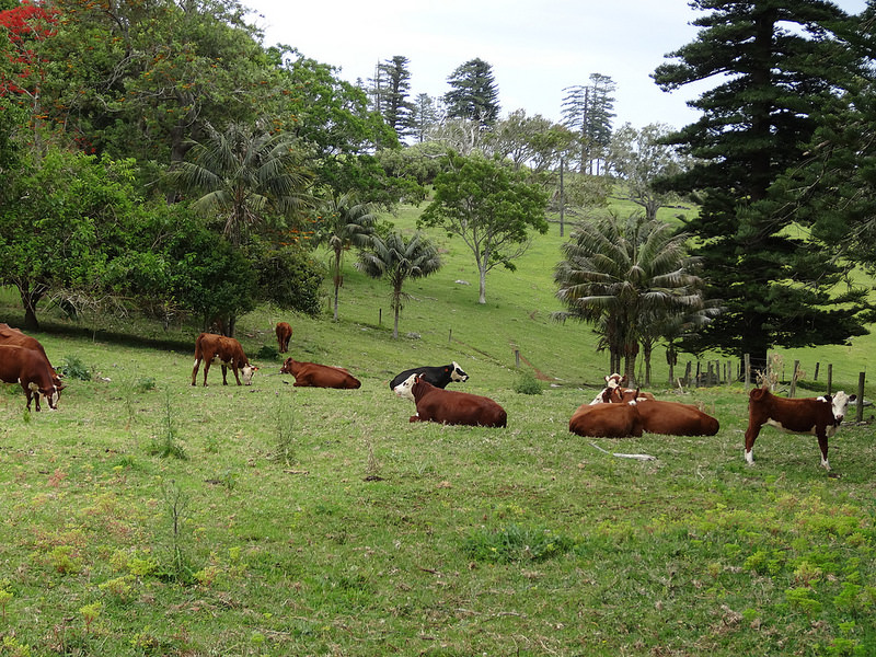 ココ島国立公園の画像9