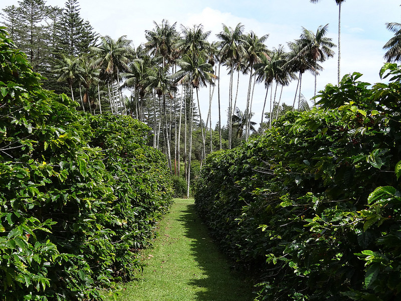 ココ島国立公園の画像19