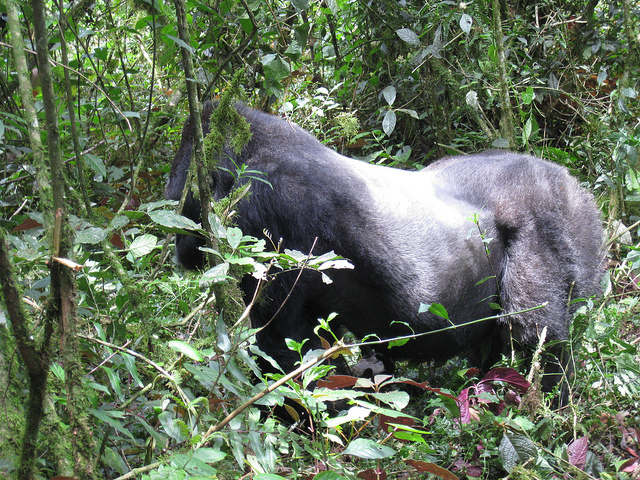カフジ-ビエガ国立公園の画像1