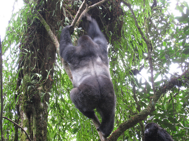 カフジ-ビエガ国立公園の画像5