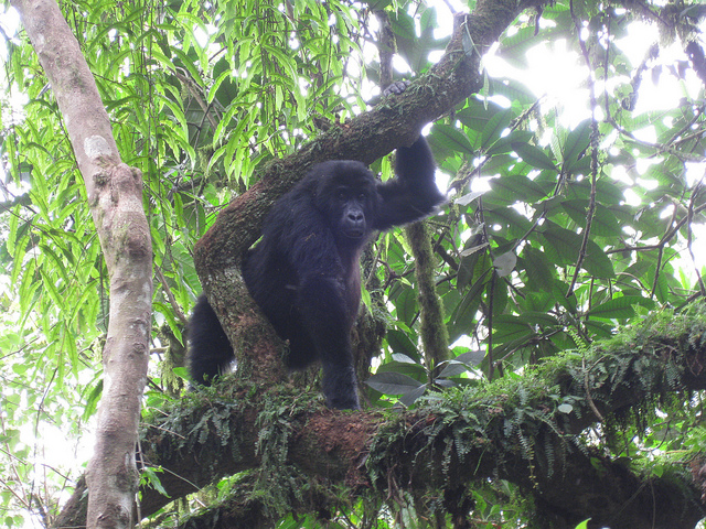 カフジ-ビエガ国立公園の画像6