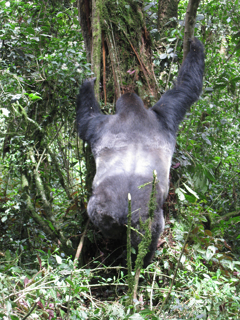 カフジ-ビエガ国立公園の画像7