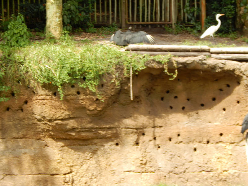 オカピ野生生物保護区　の画像8