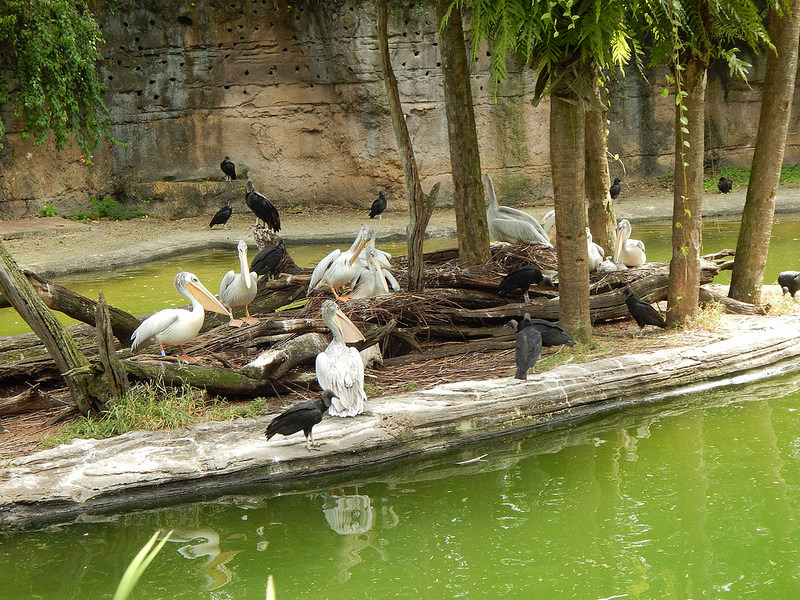 オカピ野生生物保護区　の画像11