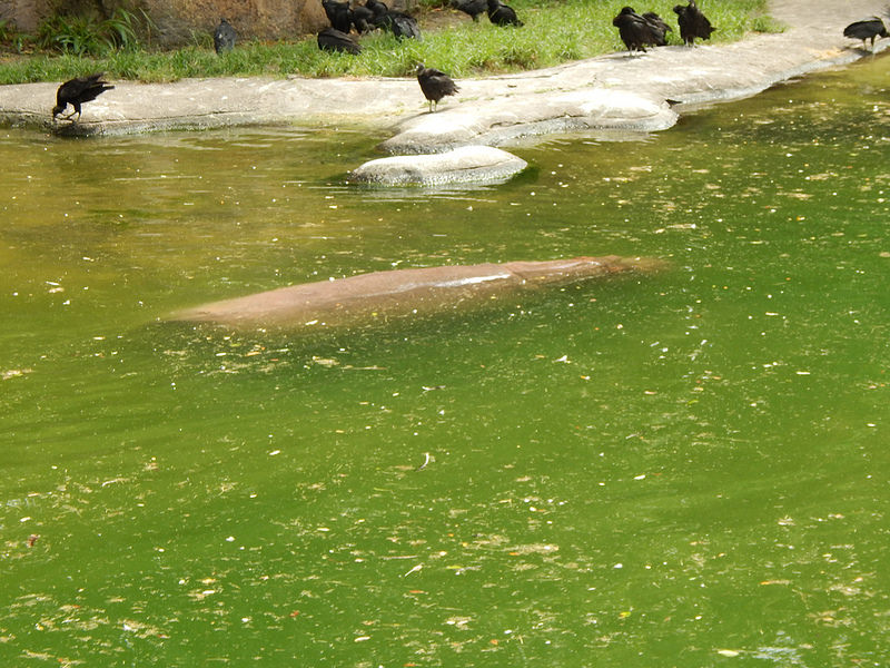 オカピ野生生物保護区　の画像12