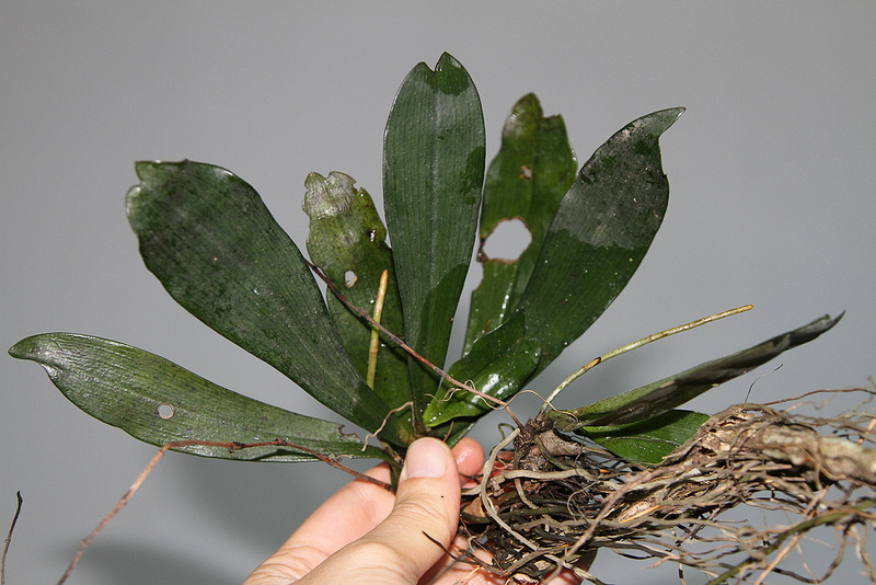 タイ国立公園の画像2