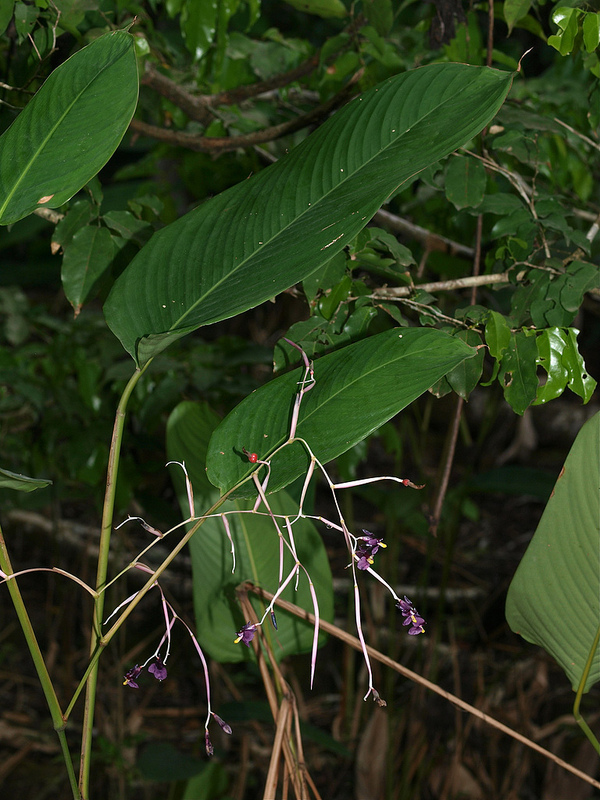 タイ国立公園の画像5