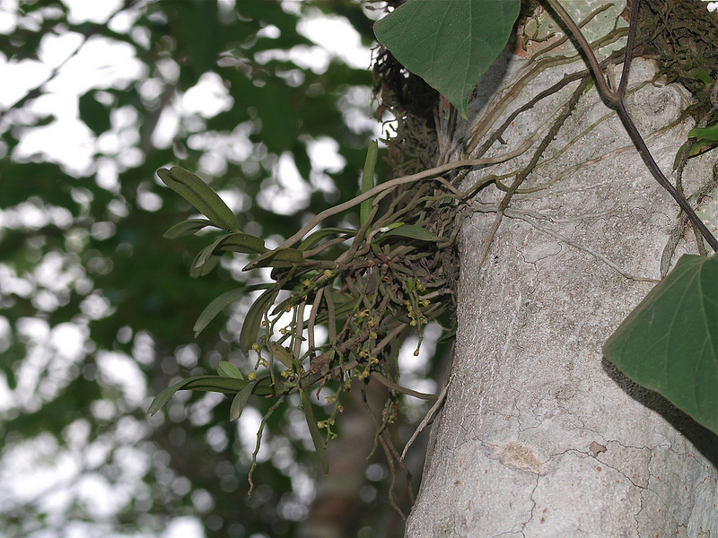 タイ国立公園の画像7