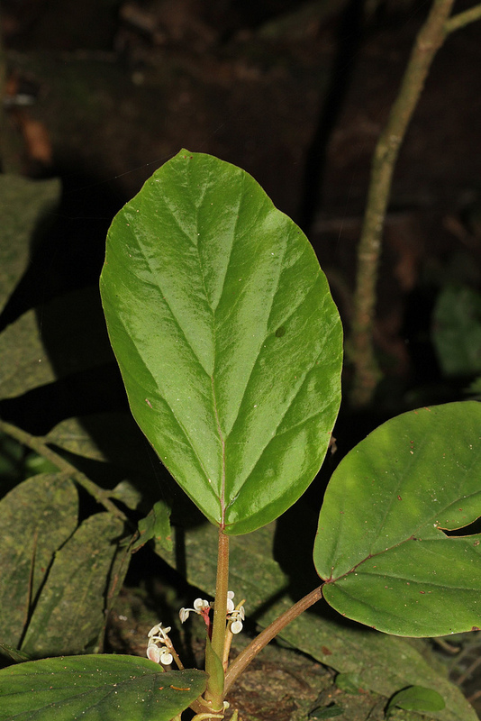 タイ国立公園の画像11