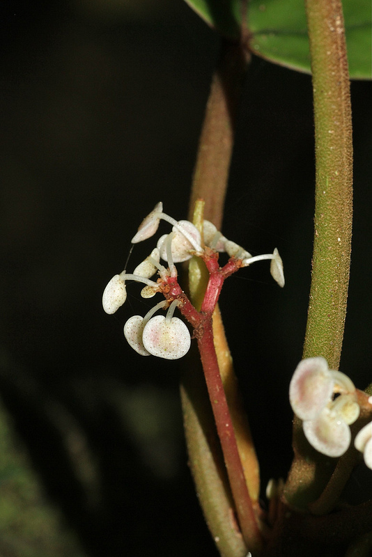 タイ国立公園の画像12
