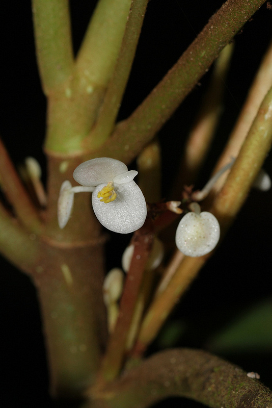 タイ国立公園の画像13