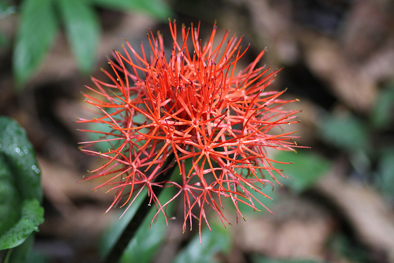 タイ国立公園の画像15
