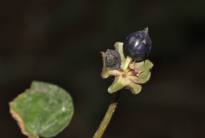 タイ国立公園の画像20