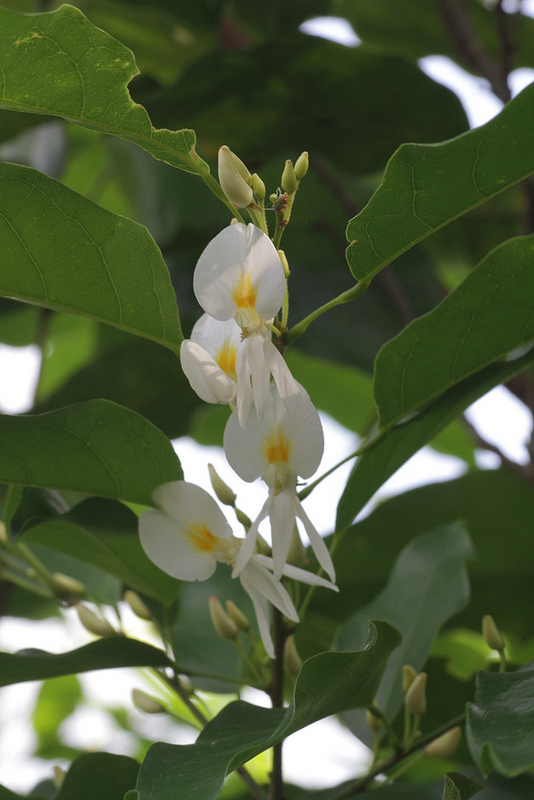 タイ国立公園の画像21