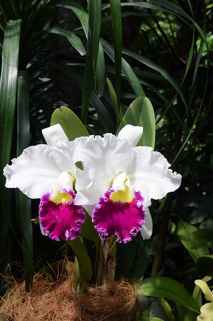 シンガポール植物園の画像14