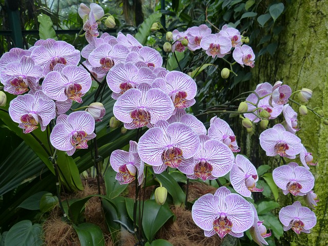シンガポール植物園の画像19