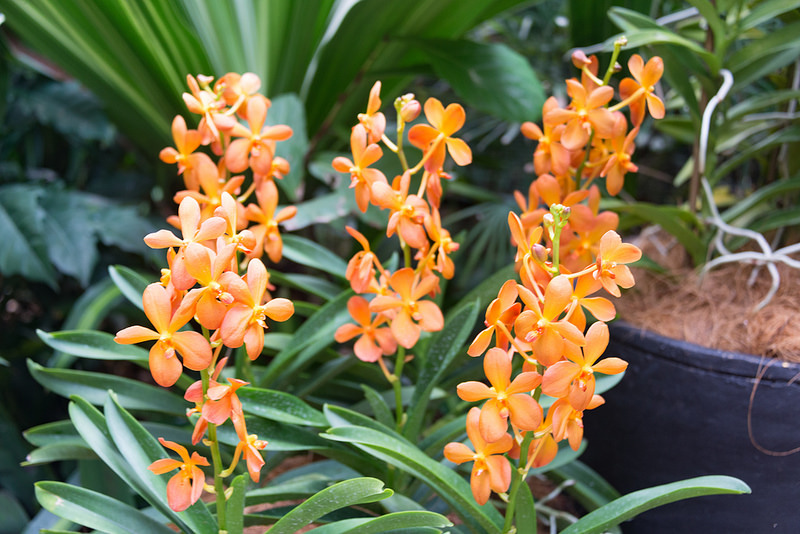 シンガポール植物園の画像24