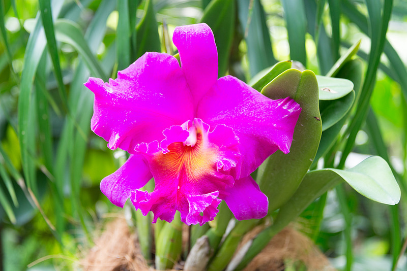 シンガポール植物園の画像25