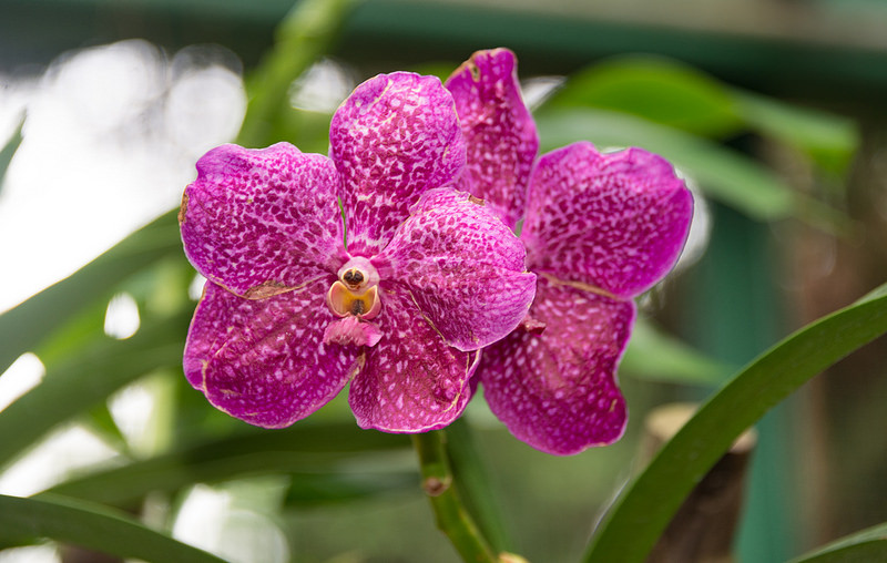 シンガポール植物園の画像27