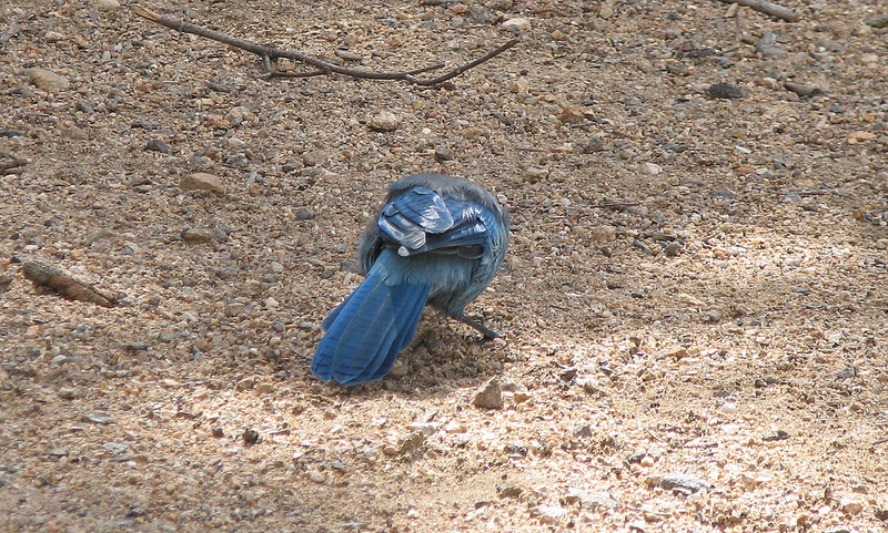 ブルー・アンド・ジョン・クロウ山地の画像2