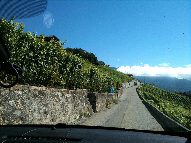 ラヴォー地区の葡萄畑の画像7