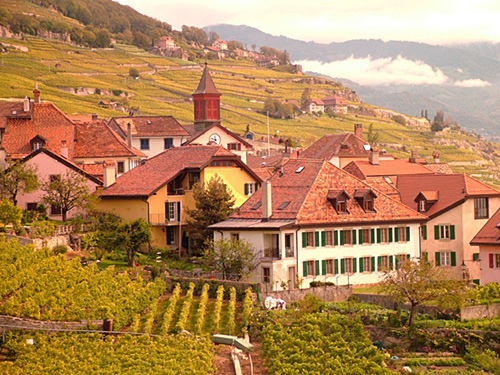 ラヴォー地区の葡萄畑の画像11