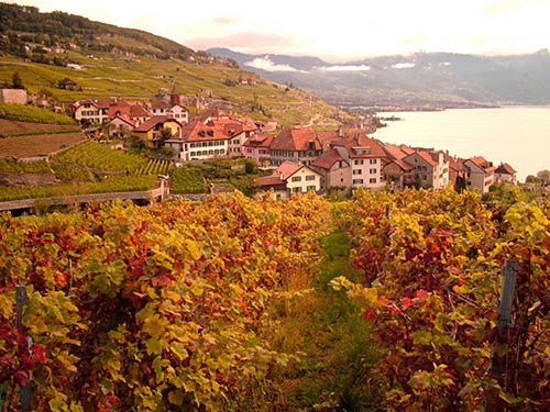 ラヴォー地区の葡萄畑の画像12