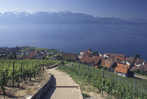 ラヴォー地区の葡萄畑の画像18