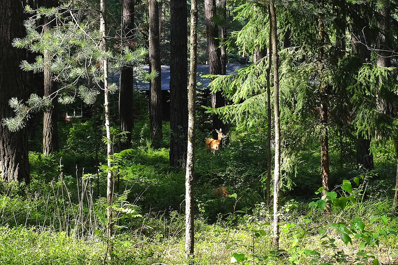 スクーグシュルコゴーデンの画像12