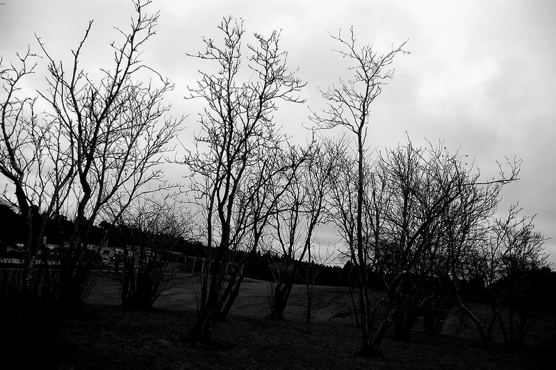 スクーグシュルコゴーデンの画像17