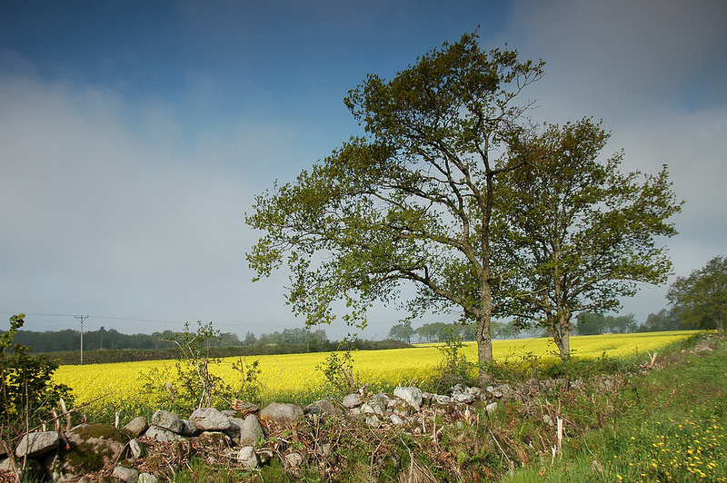 エーランド島南部の農業景観の画像1