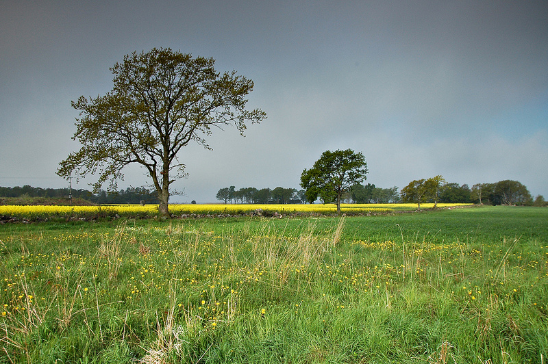 エーランド島南部の農業景観の画像2