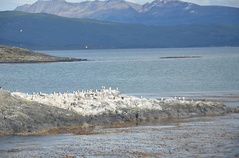 アルタミラ洞窟と北スペインの旧石器時代の洞窟画の画像26