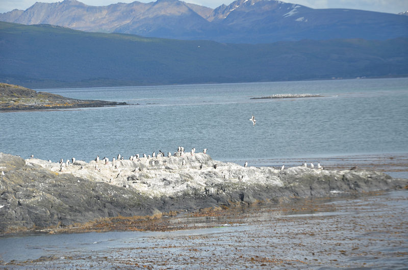 アルタミラ洞窟と北スペインの旧石器時代の洞窟画の画像27