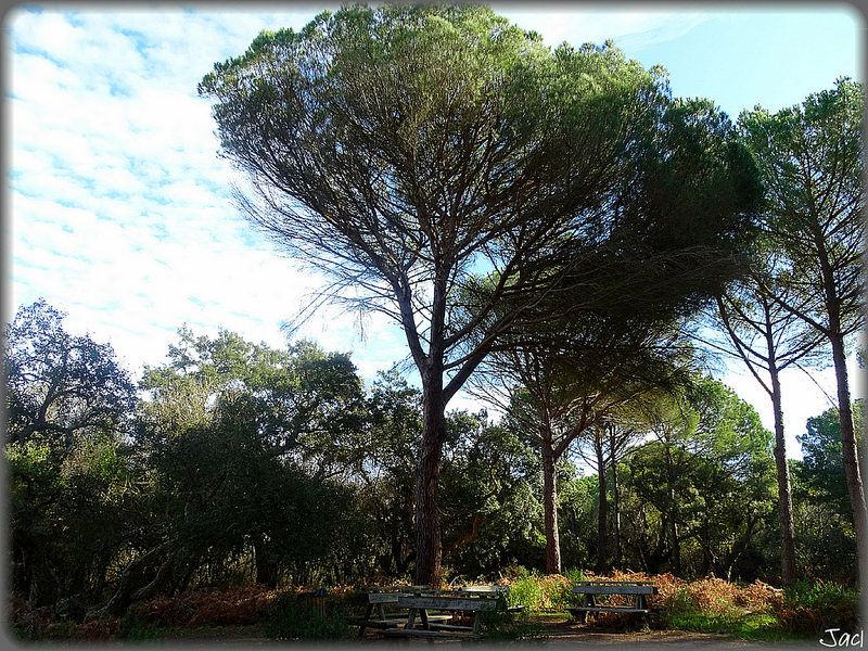 ドニャーナ国立公園の画像4