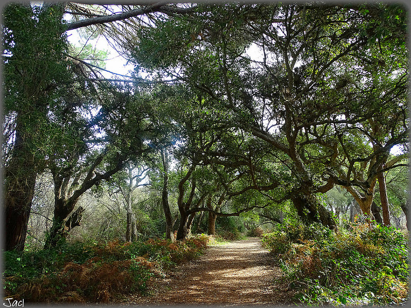 ドニャーナ国立公園の画像11