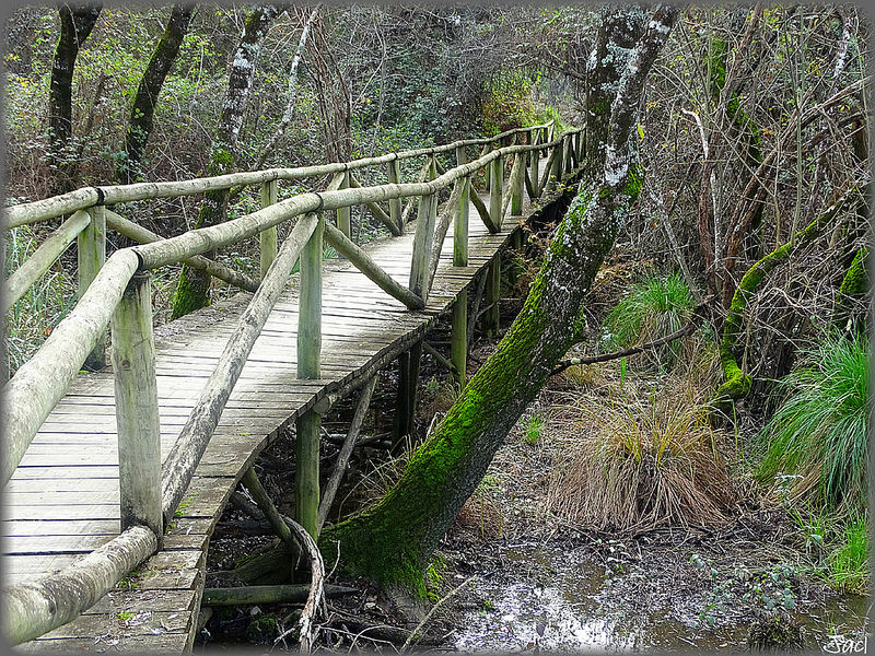 ドニャーナ国立公園の画像13