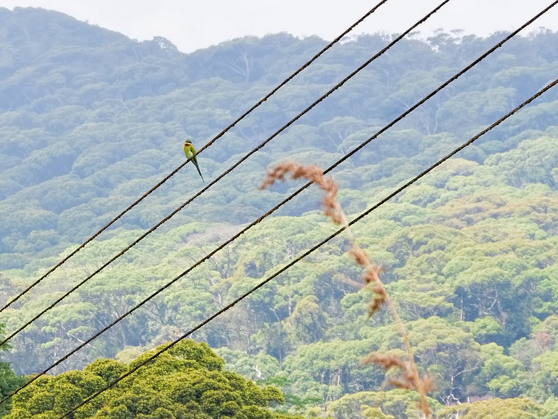 シンハラジャ森林保護区の画像10