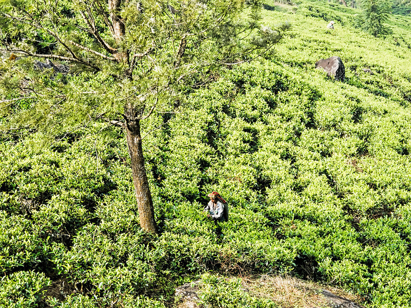 シンハラジャ森林保護区の画像12