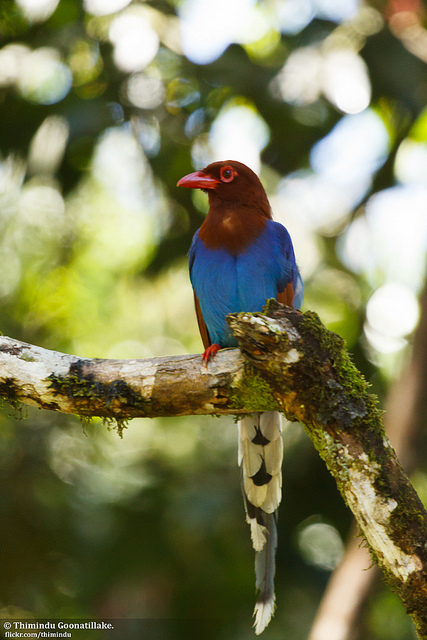 シンハラジャ森林保護区の画像15