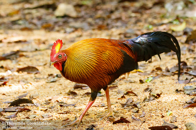 シンハラジャ森林保護区の画像17