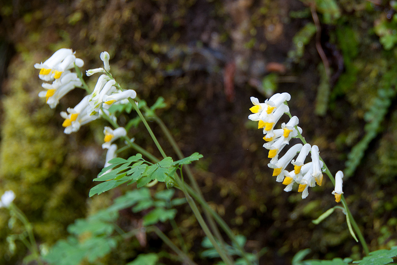 シュコツィアン洞窟群の画像15