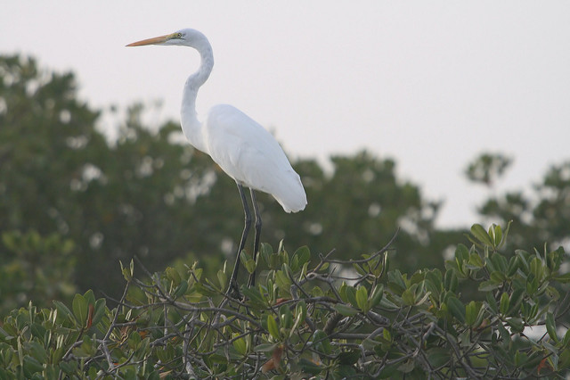 サルーム・デルタの画像5