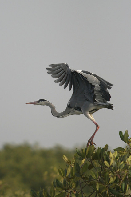 サルーム・デルタの画像9