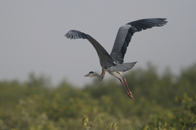 サルーム・デルタの画像12