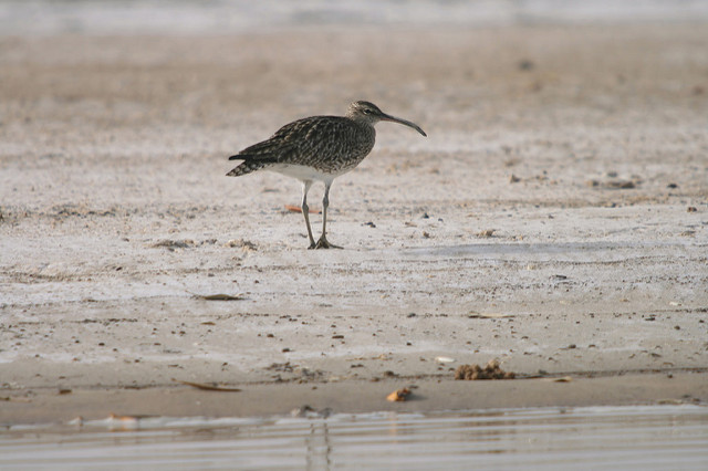 サルーム・デルタの画像13