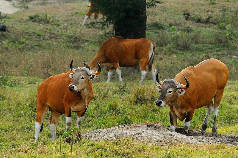 トゥンヤイ-ファイ・カ・ケン野生生物保護区群の画像3