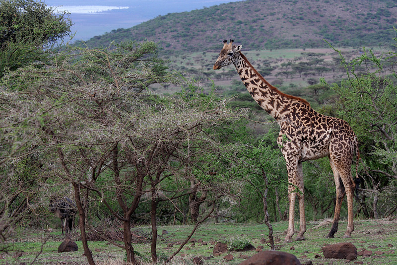 ンゴロンゴロ保全地域の画像3